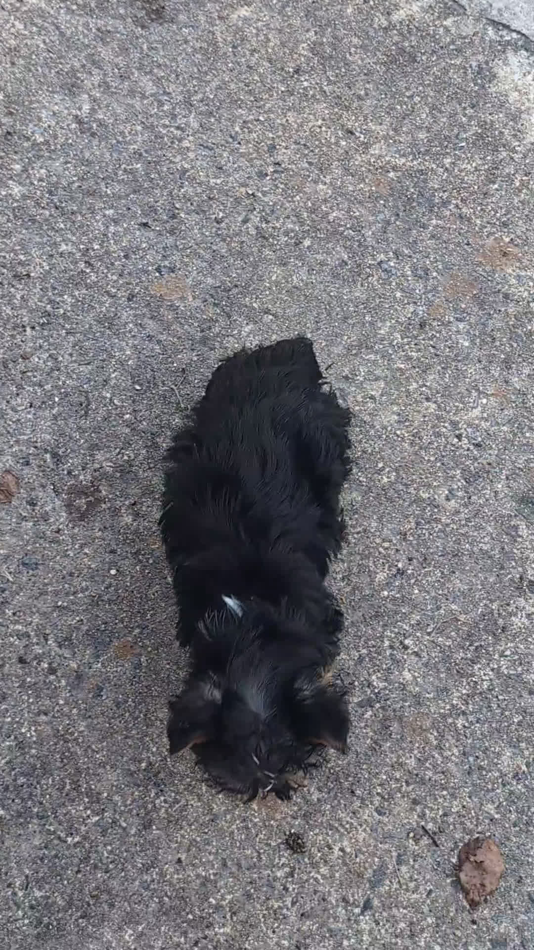 Yorkshire Terrier dogs for sale: Yorkshire Terrier Puppy 2 - Video 1