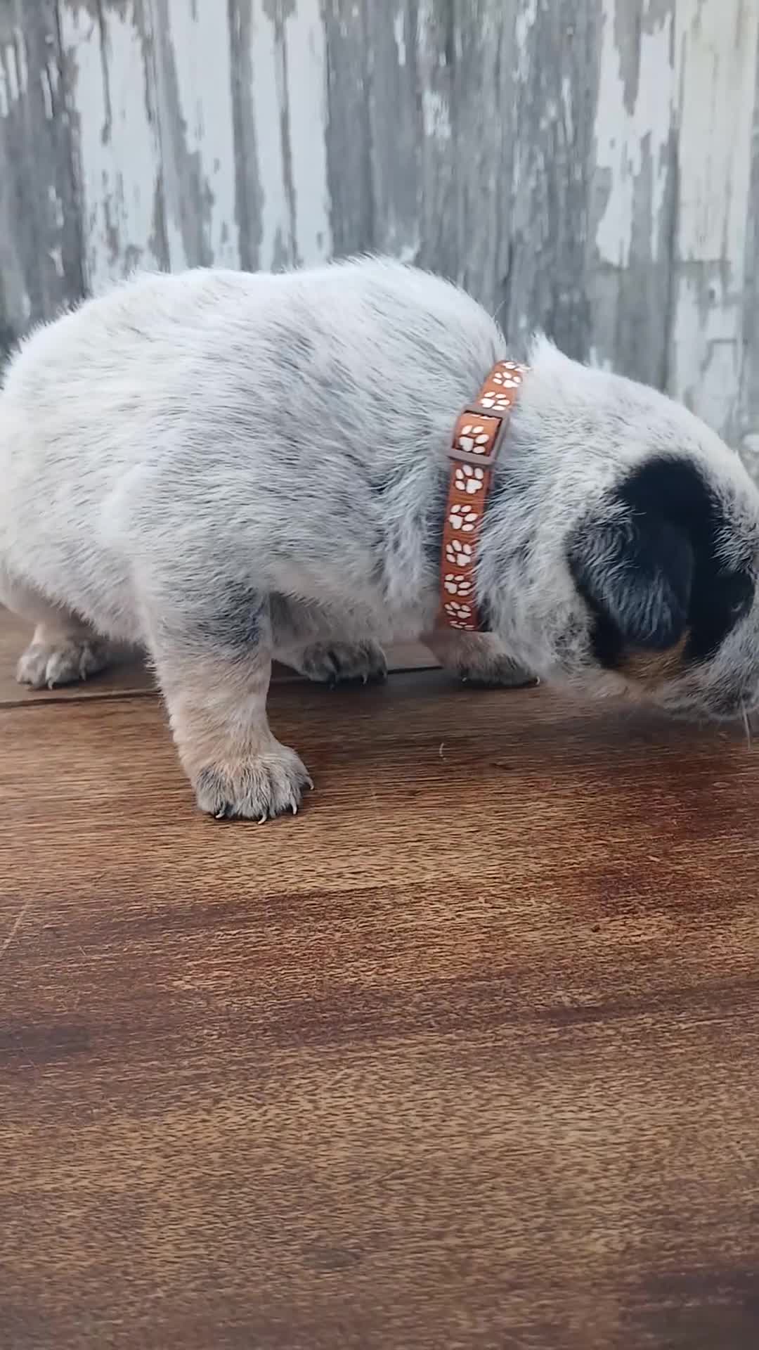 Australian Cattle Dog dogs for sale: Australian Cattle Dog Puppy 2 Cooper - Video 1