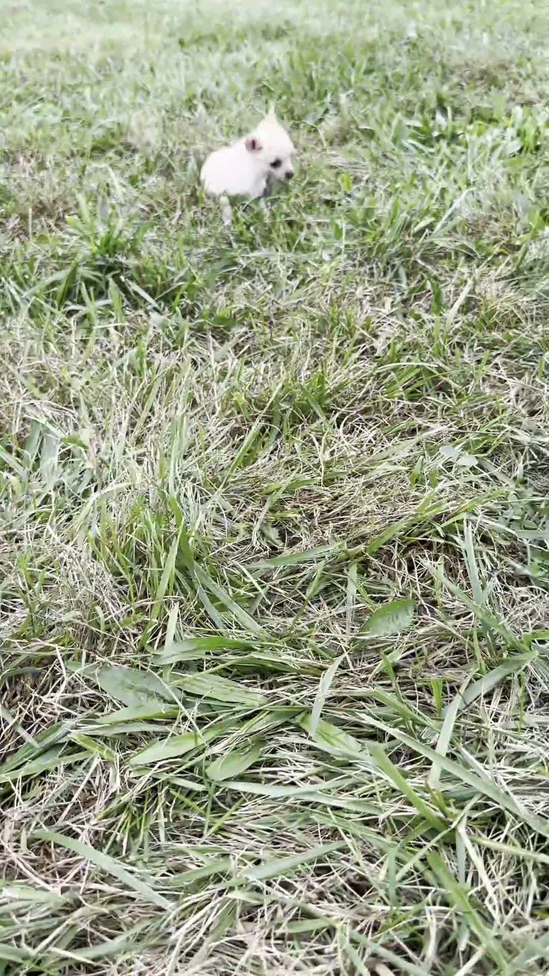 Chihuahua dogs for sale: Itty Teacup - Video 1