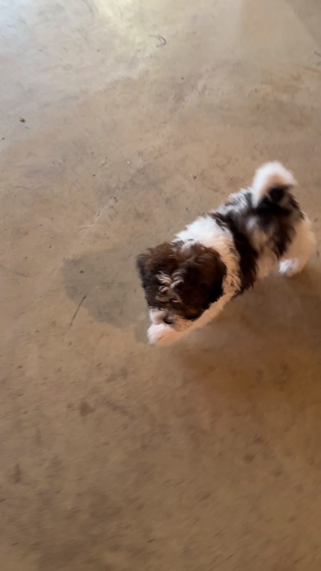 Shihpoo dogs for sale: Rocky - Video 2