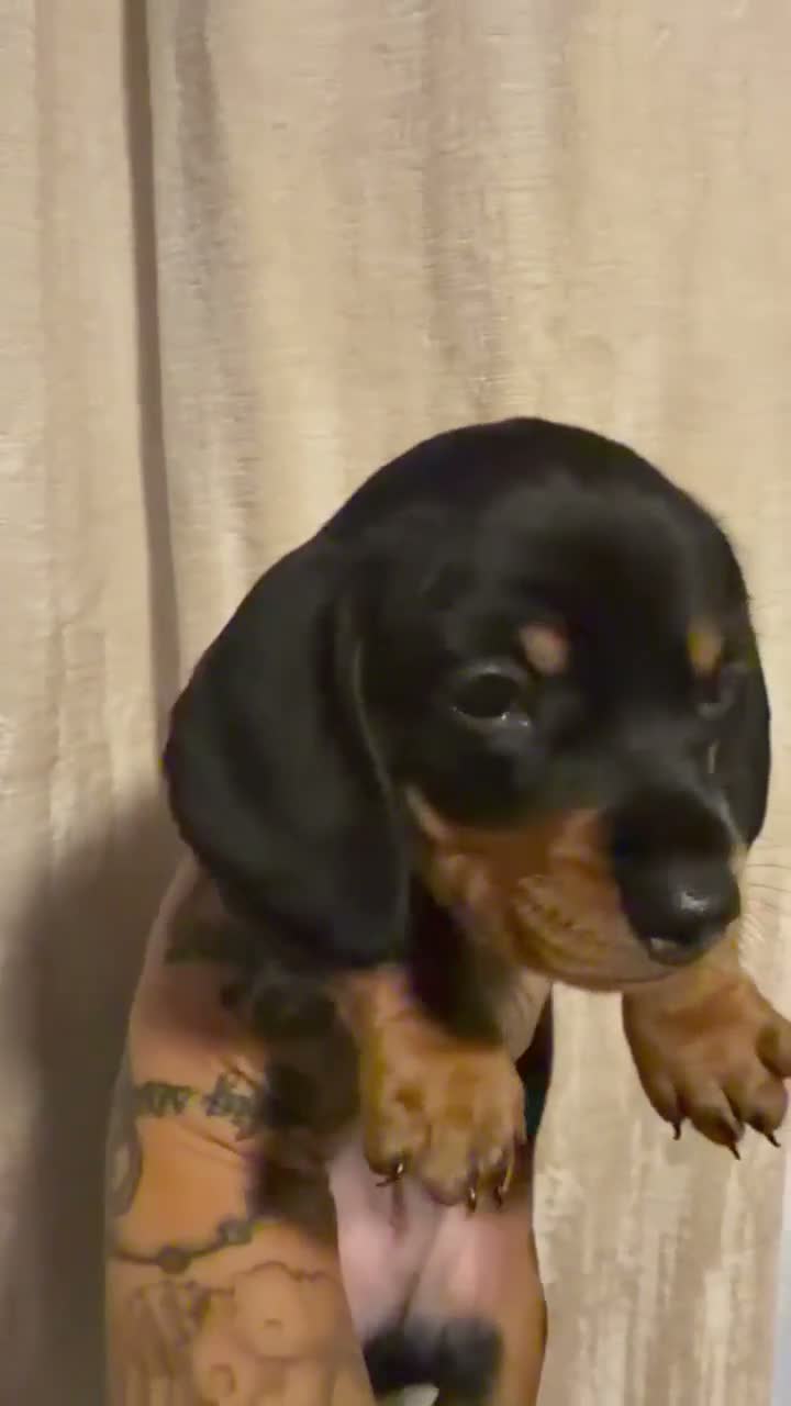Miniature Dachshund dogs for sale: Bruno - Video 2