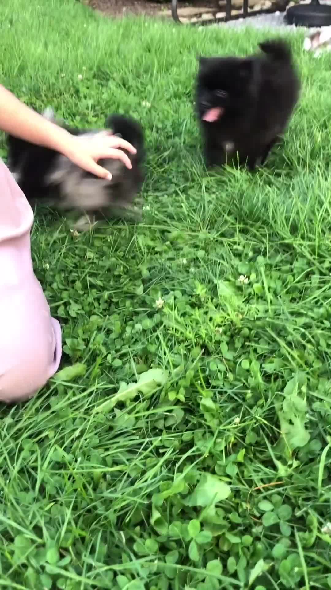 Pomeranian dogs for sale: Izzy - Video 1