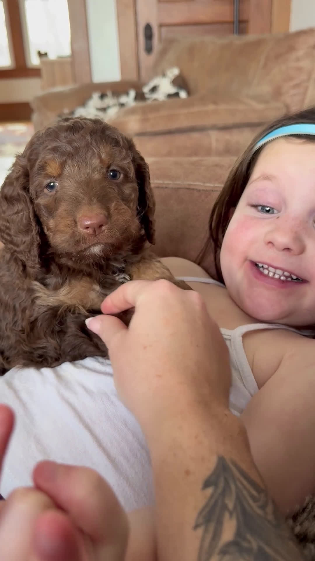 Saint Berdoodles dogs for sale: Blair - Video 2