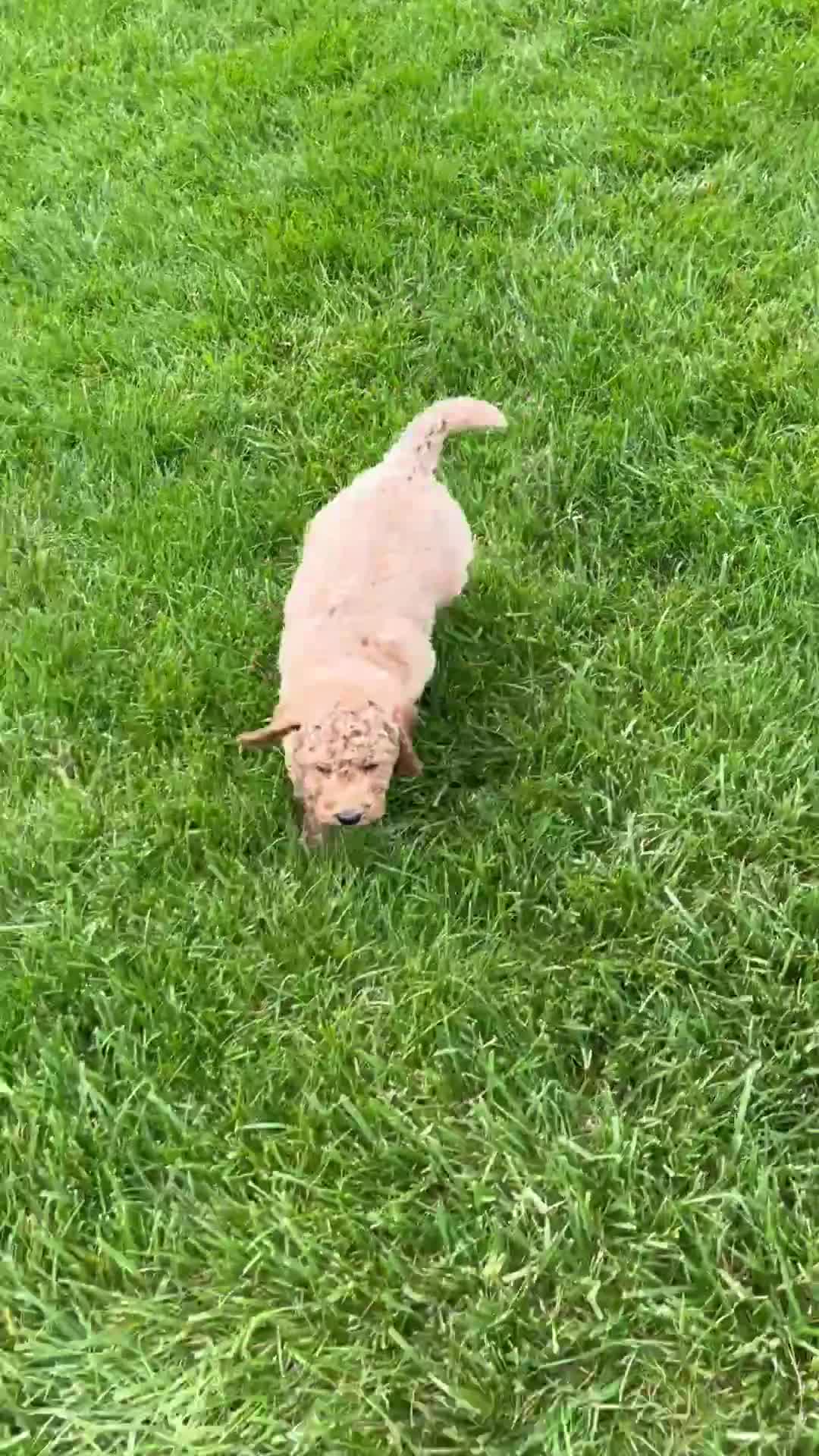 Miniature Labradoodle dogs for sale: Kate - Video 2