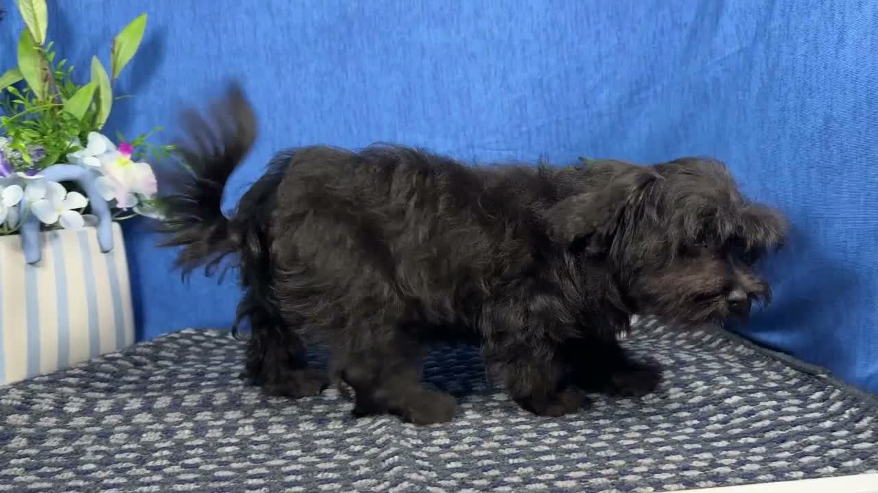 Morkie dogs for sale: Morkie 1 - Video 2