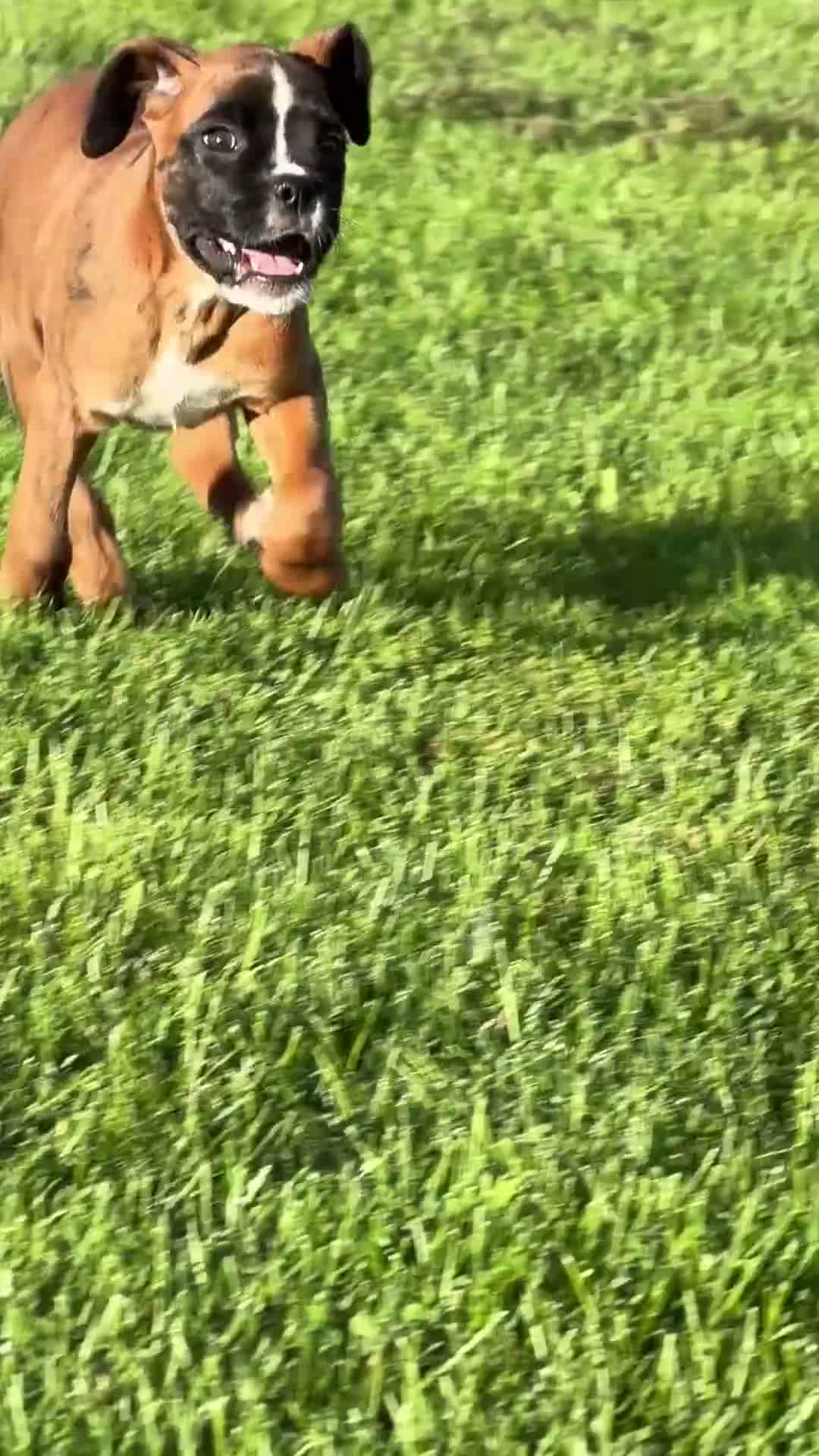 Boxer dogs for sale: RUBY-AKC-Euro lines  - Video 8