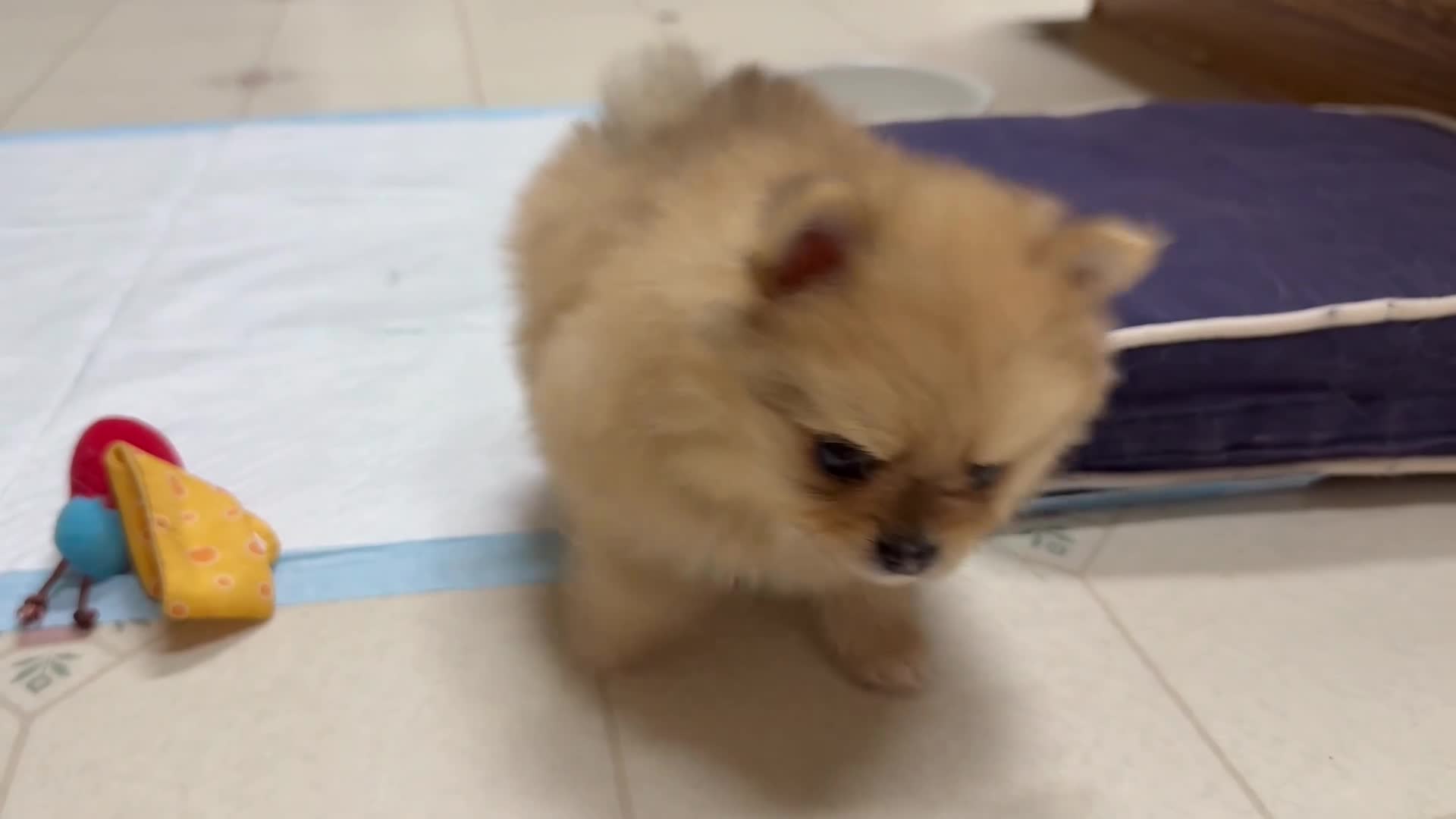 Pomeranian dogs for sale: Charlie-  Parti  Pom - Video 4