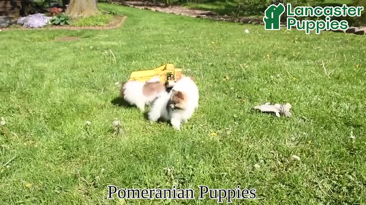 Pomeranian dogs for sale: Pete - Video 1