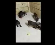 Doberman Pinscher dogs for sale: Tank - Video 2