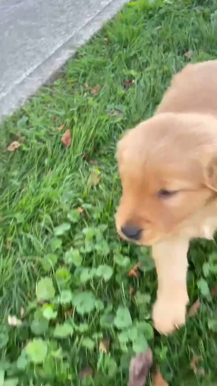 Golden Retriever dogs for sale: Buddy - Video 4