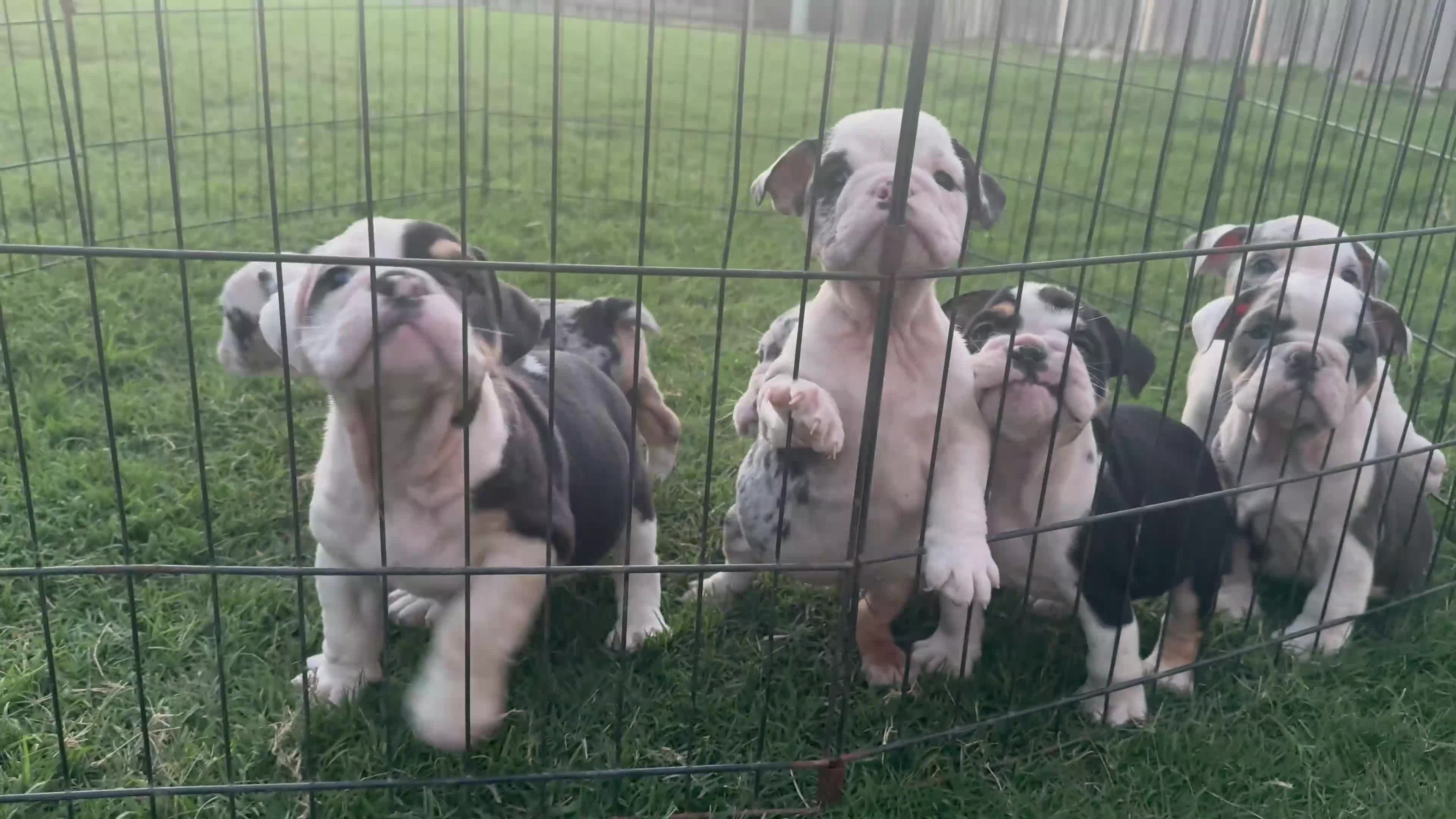 English Bulldog dogs for sale: Yoshi  - Video 1