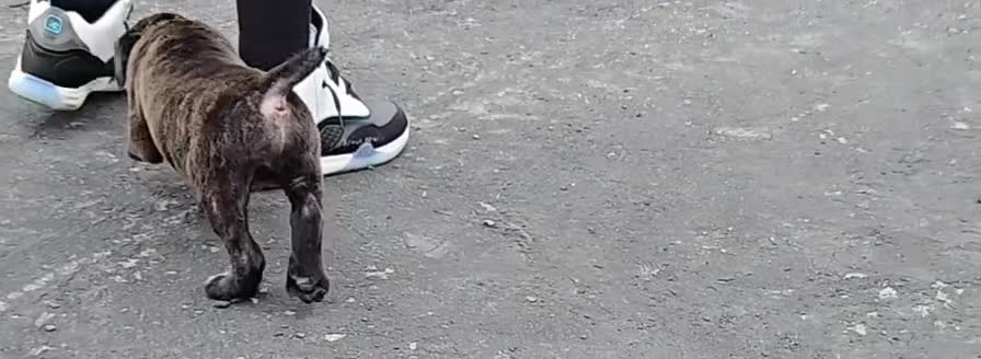 Mixed Breed dogs for sale: Hawks Bud - Video 1