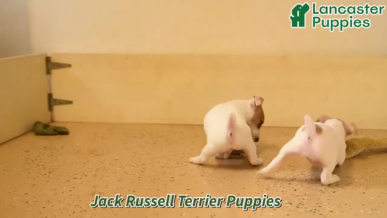 Jack Russell Terrier dogs for sale: Mikey - Video 1