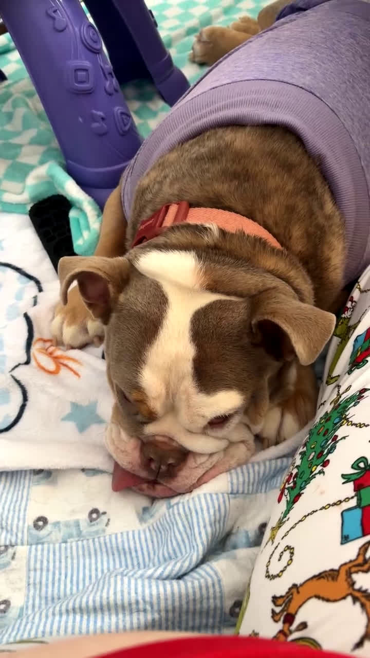 English Bulldog dogs for sale: Gemma  - Video 1