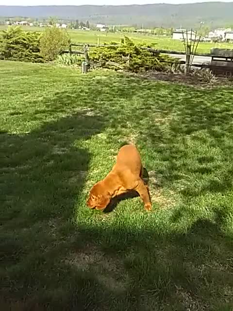 Mixed Breed dogs for sale: Ramona - Video 1