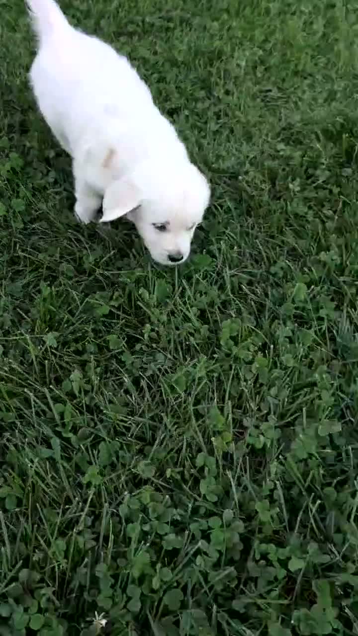 Golden Retriever dogs for sale: Bella - Video 1