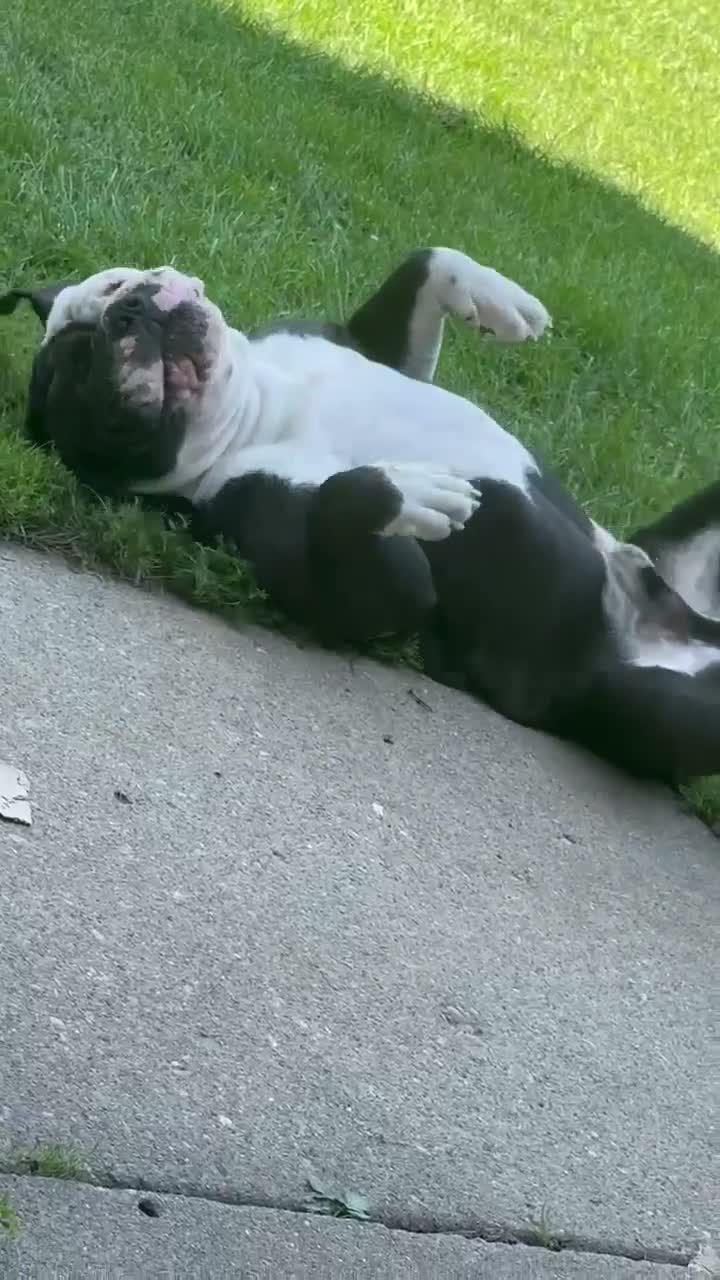 Olde English Bulldogge dogs for sale: Olde English Bulldogge 1 - Video 1