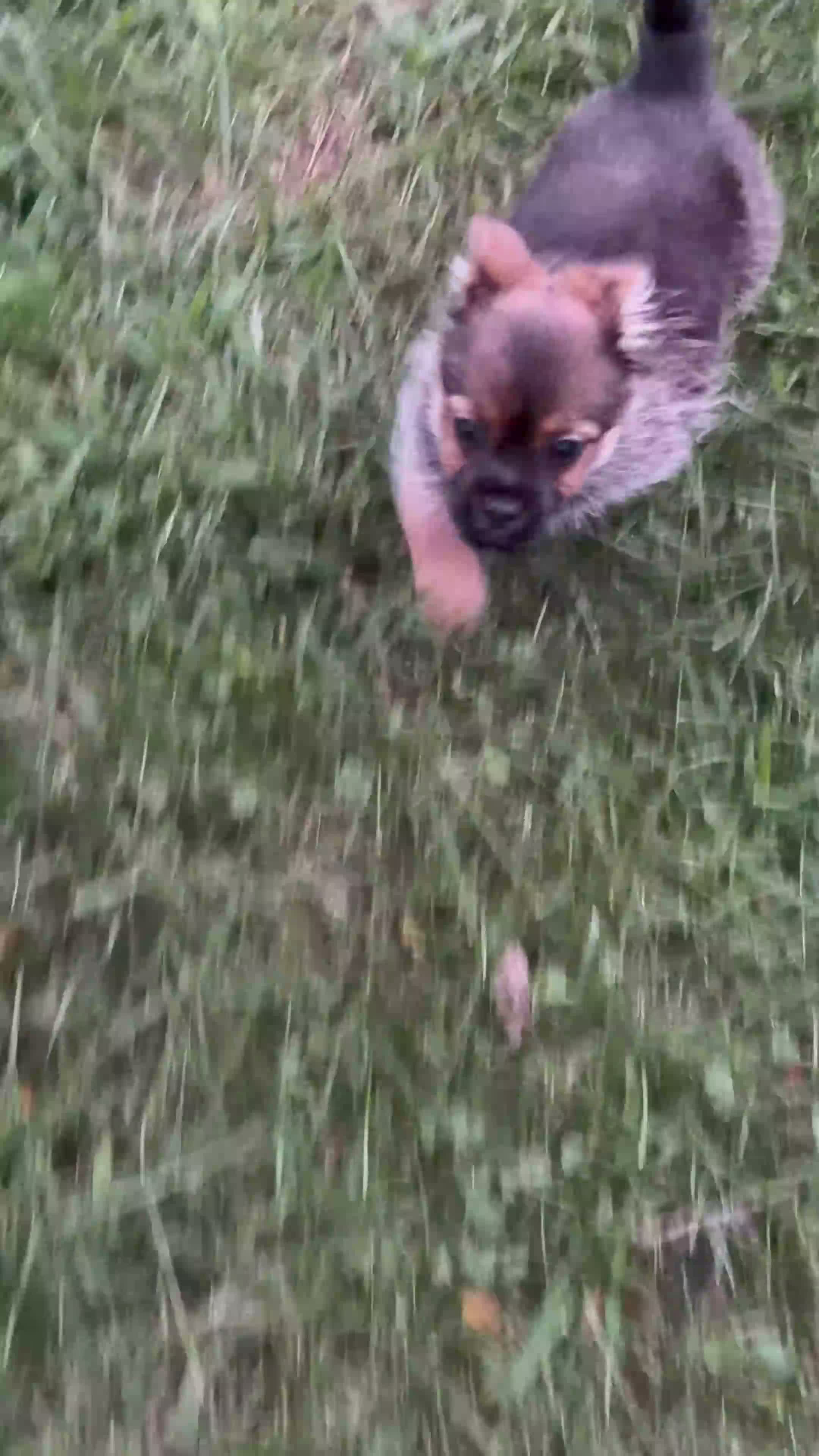 Mixed Breed dogs for sale: Mixed Breed 1 - Video 1
