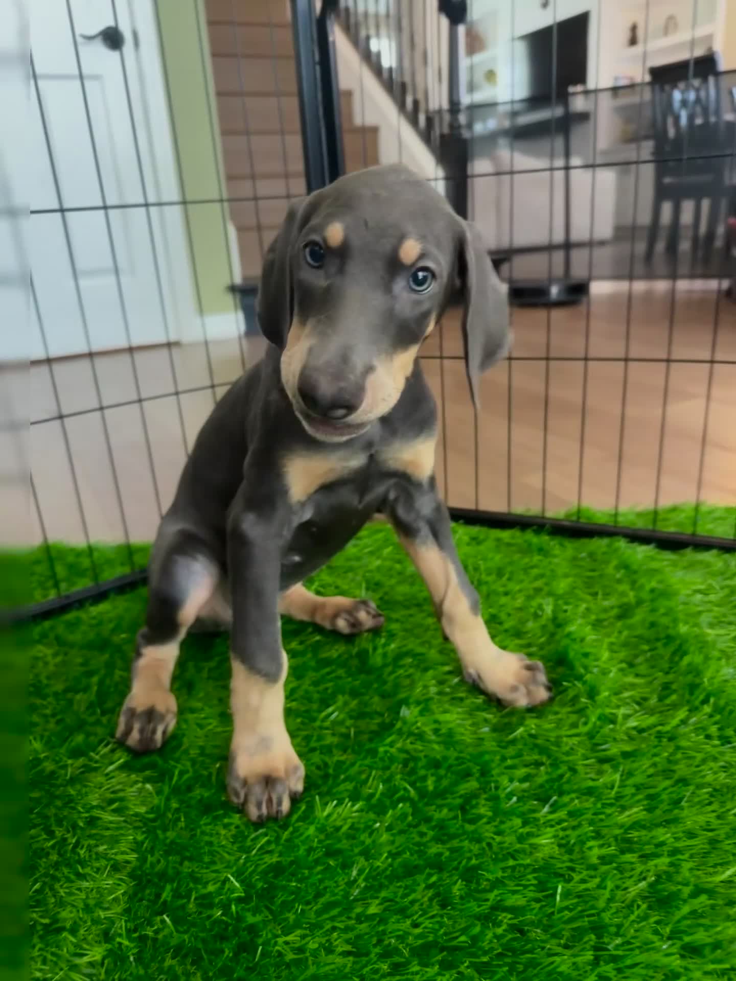Doberman Pinscher dogs for sale: Pink collar female  - Video 1