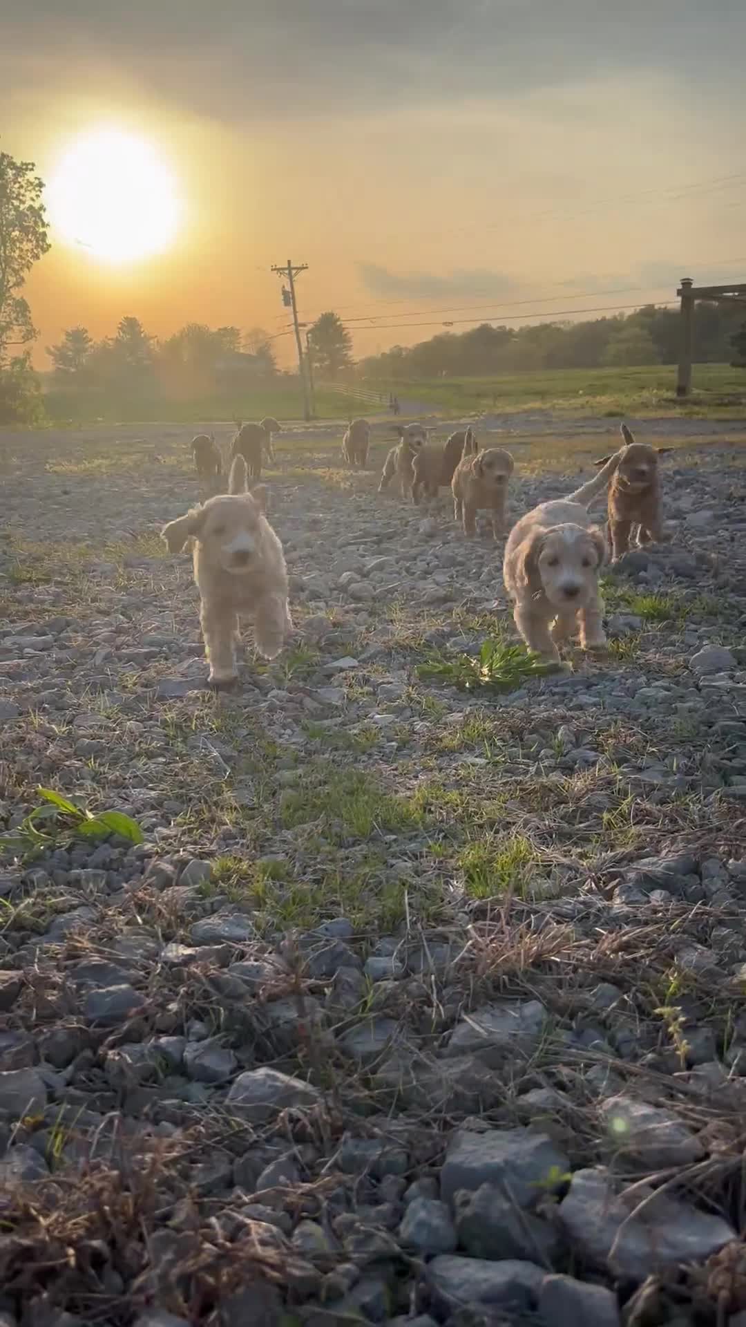 Goldendoodle dogs for sale: Goldendoodle Male - Red - Video 1