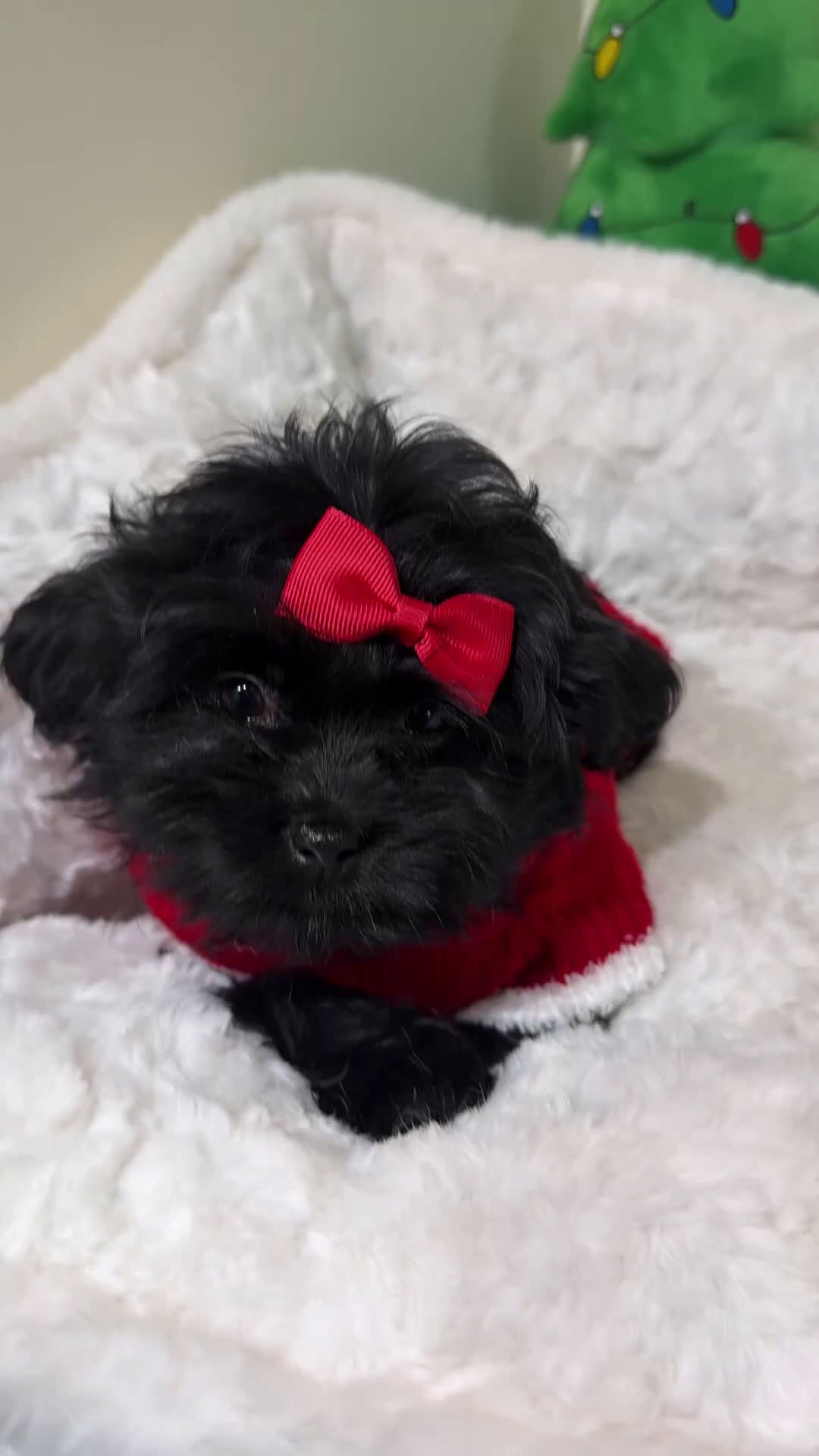 Shihpoo dogs for sale: Livvi  - Video 1