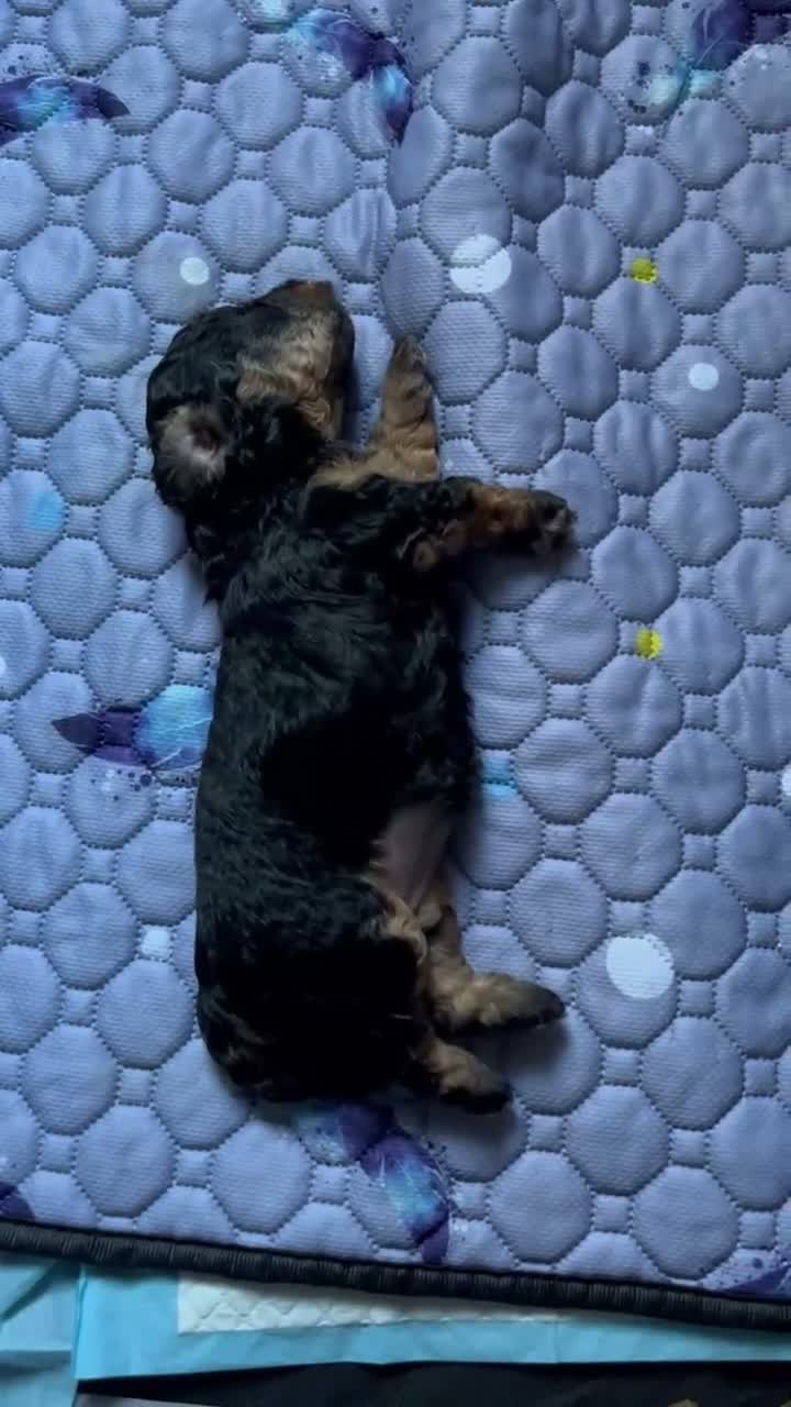 Toy Poodle dogs for sale: Sky - Video 2