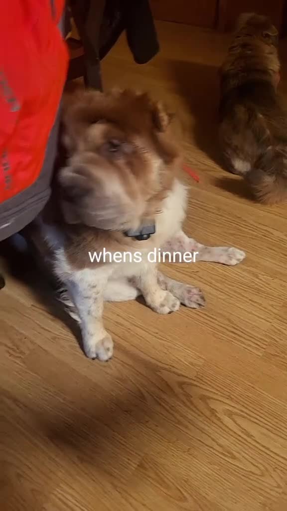 Shar Pei dogs for sale: GIZMO-3 year old male bearcoat sharpei - Video 1