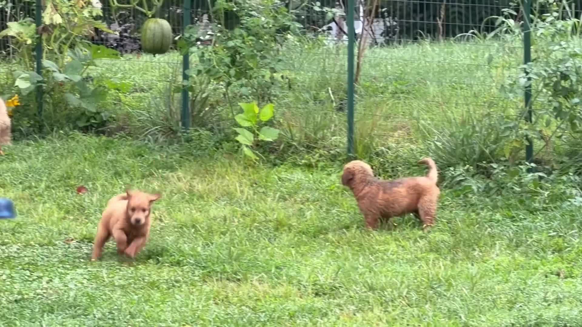 Mini Goldendoodle dogs for sale: Mini Goldendoodle -Lady MAY - Video 1