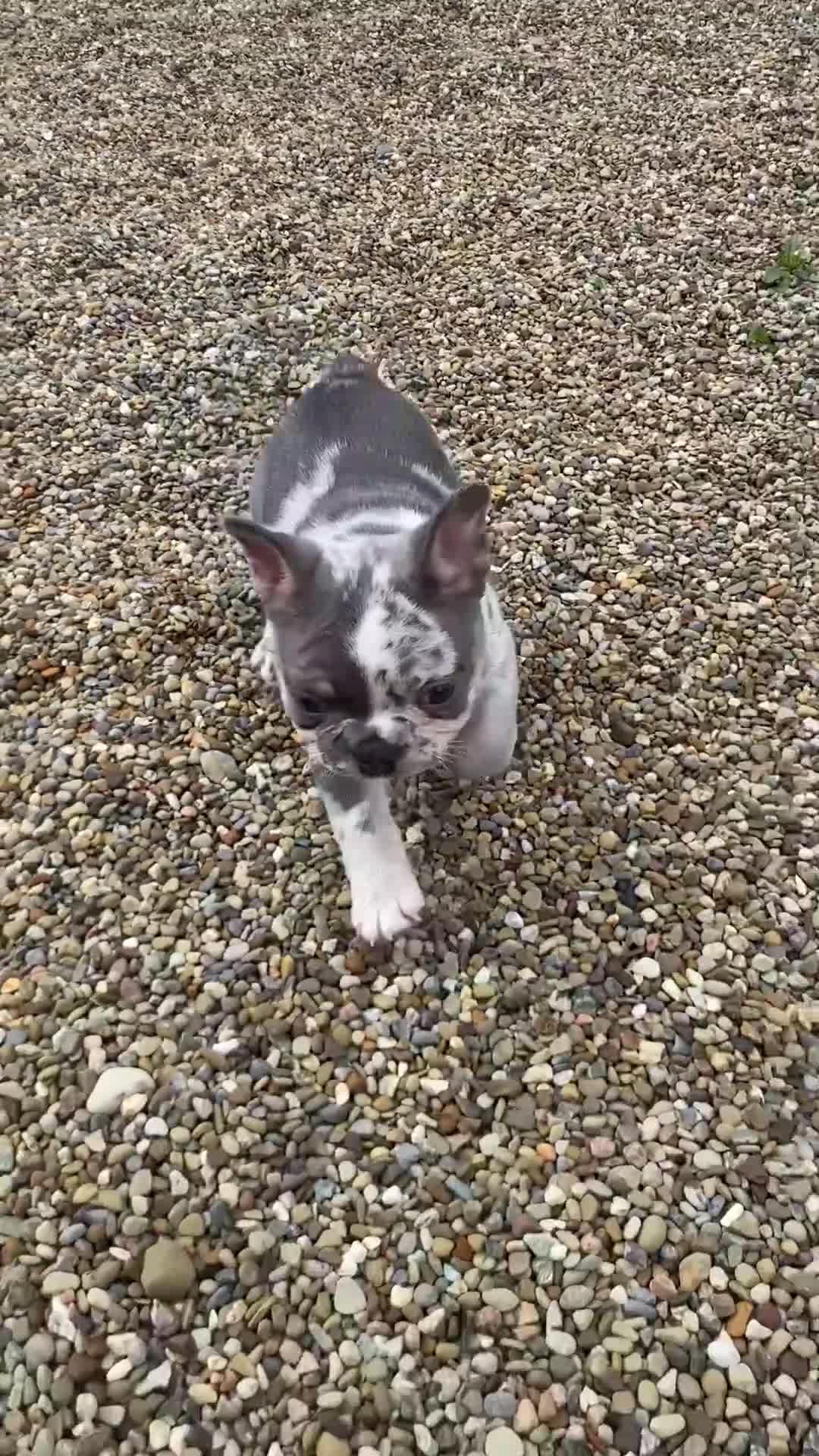 French Bulldog dogs for sale: Amber  - Video 1