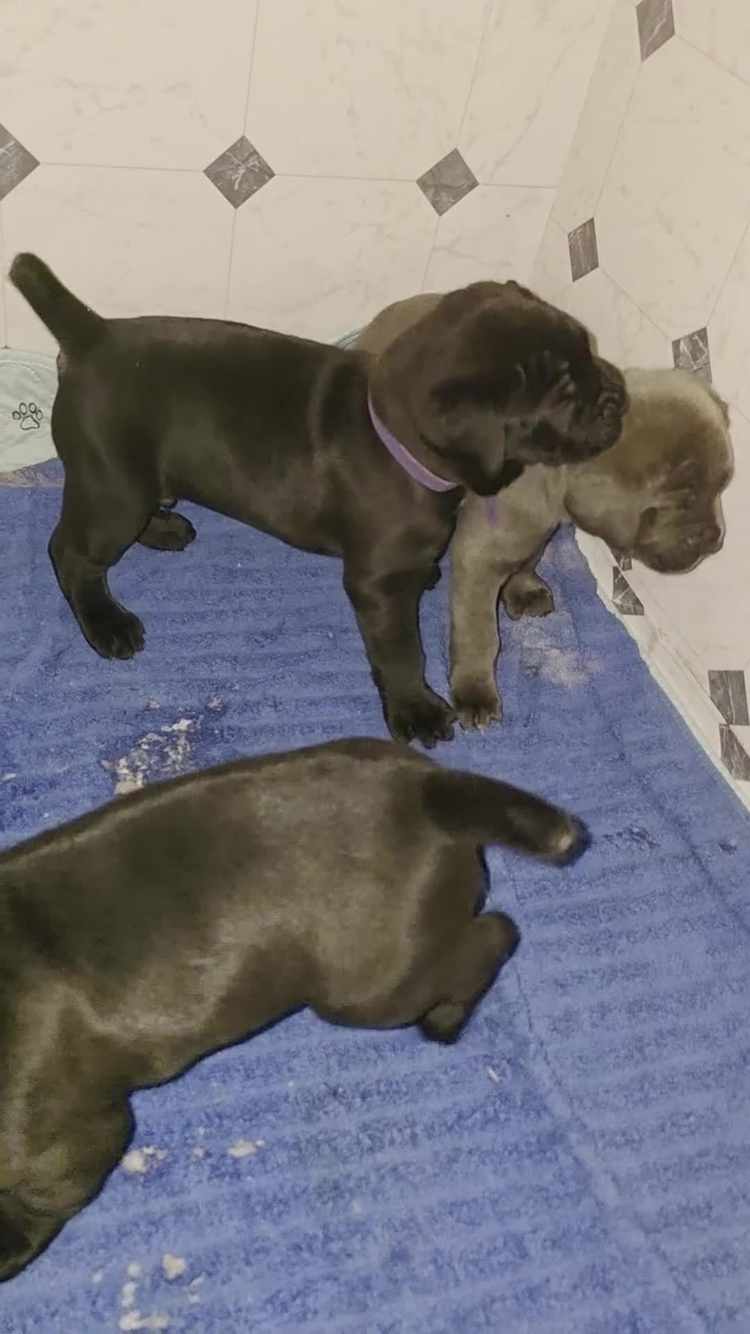 Cane Corso dogs for sale: Rocko (green collar) - Video 6