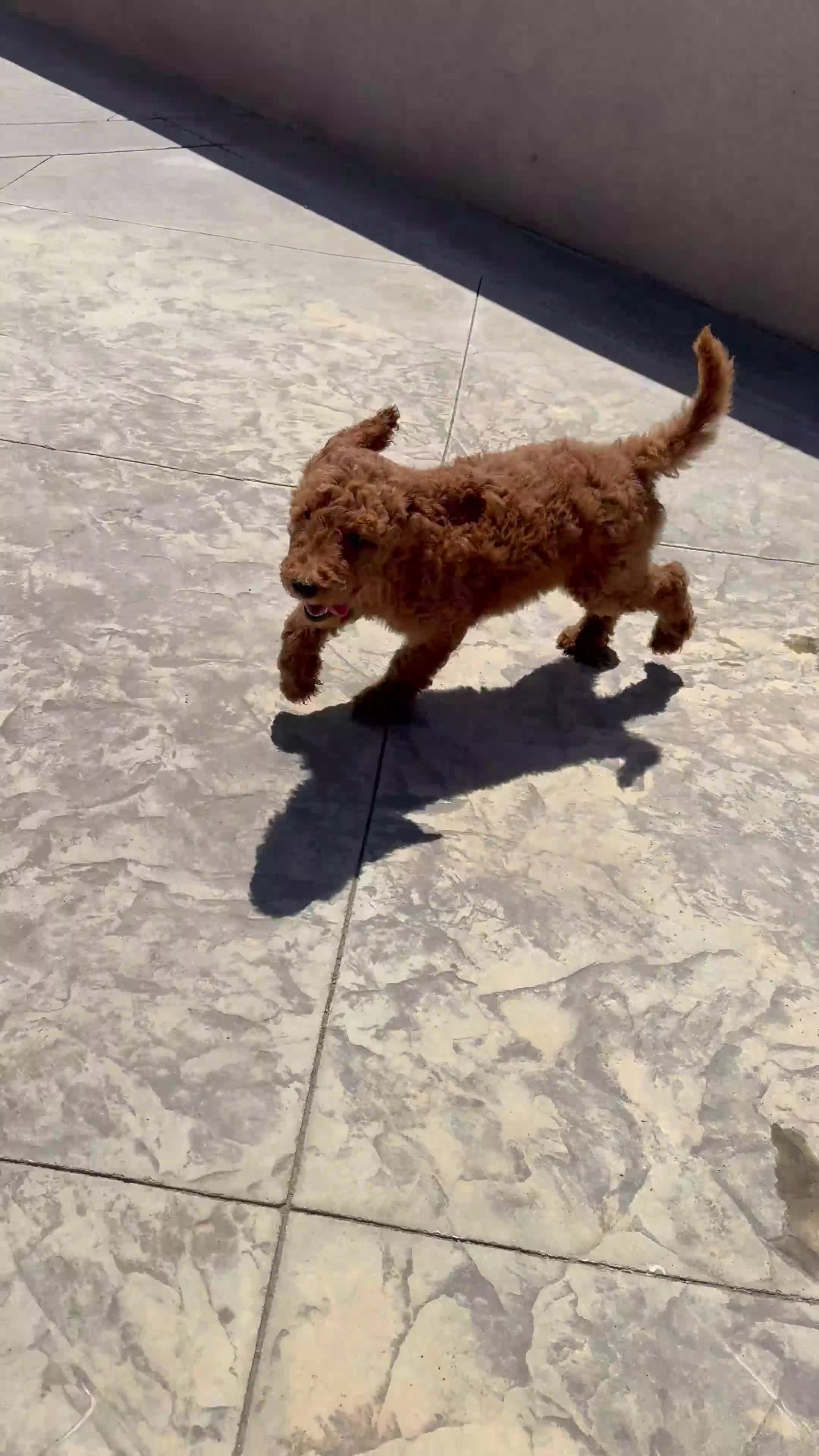 Labradoodle dogs for sale: Labradoodle 1 - Video 3