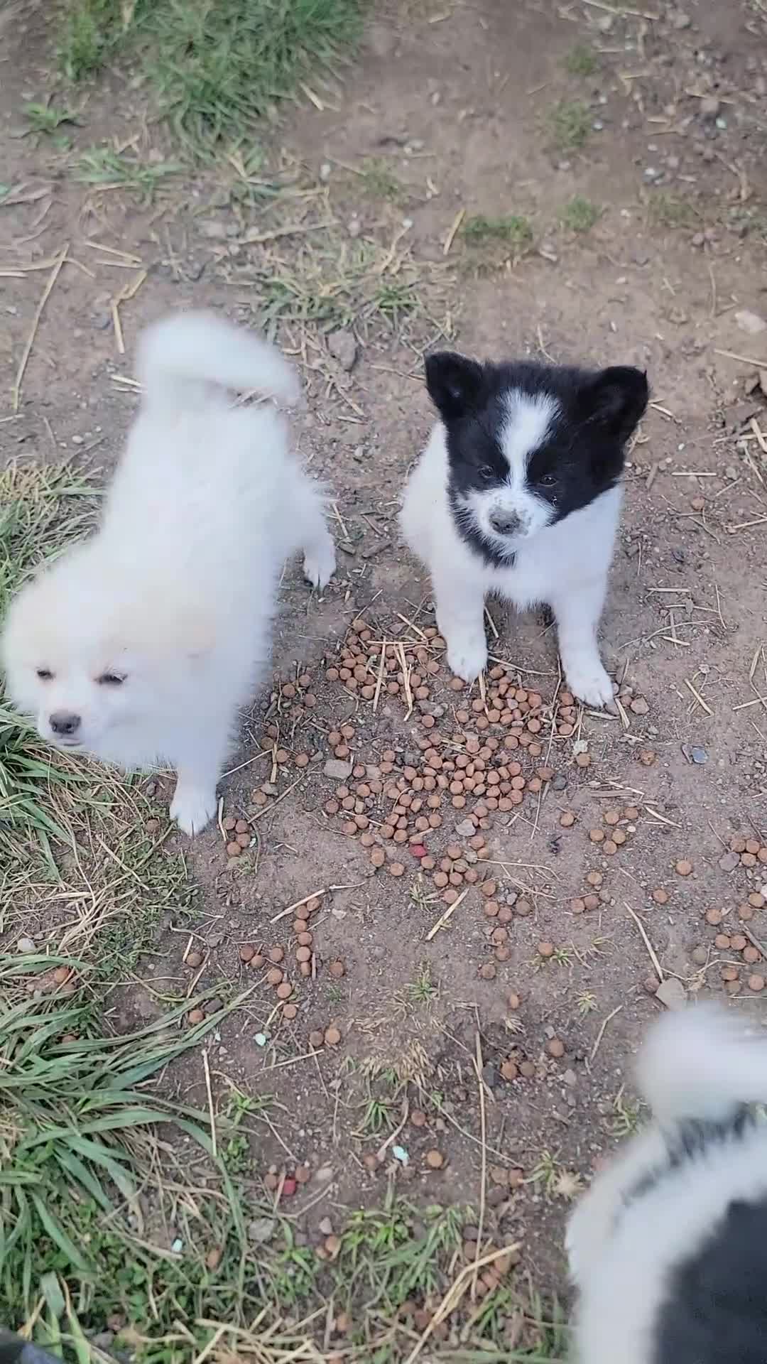 Pomeranian dogs for sale: Oreo - Video 5