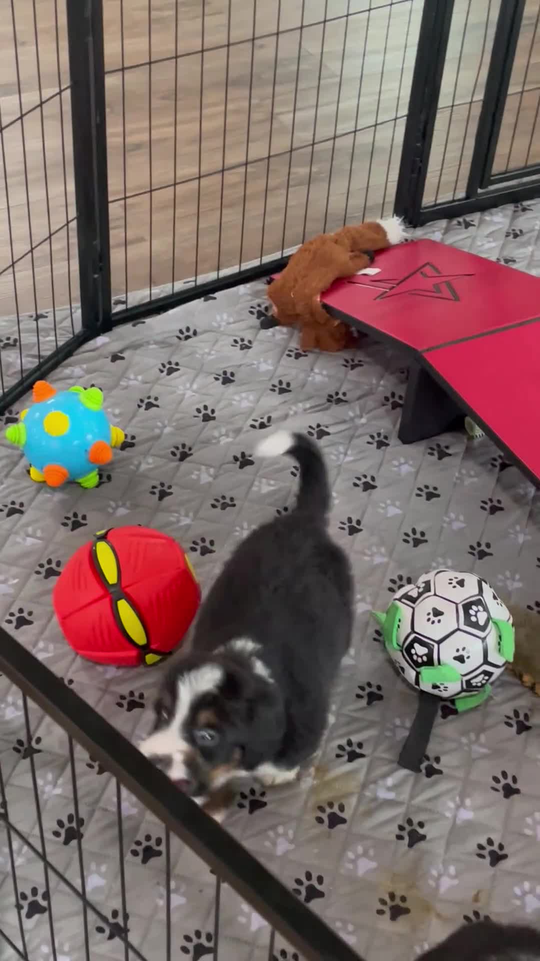 Bernedoodle dogs for sale: Ms. Oakley - Video 4