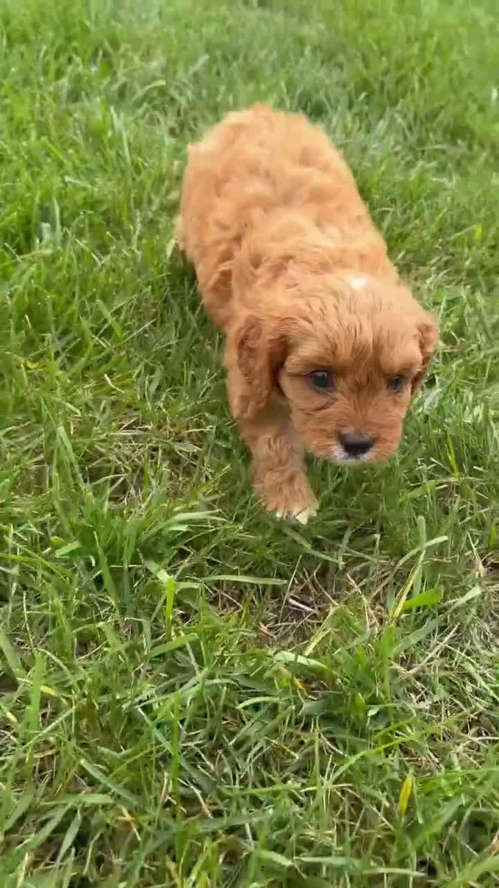 Cavapoo dogs for sale: Maggie - Video 1