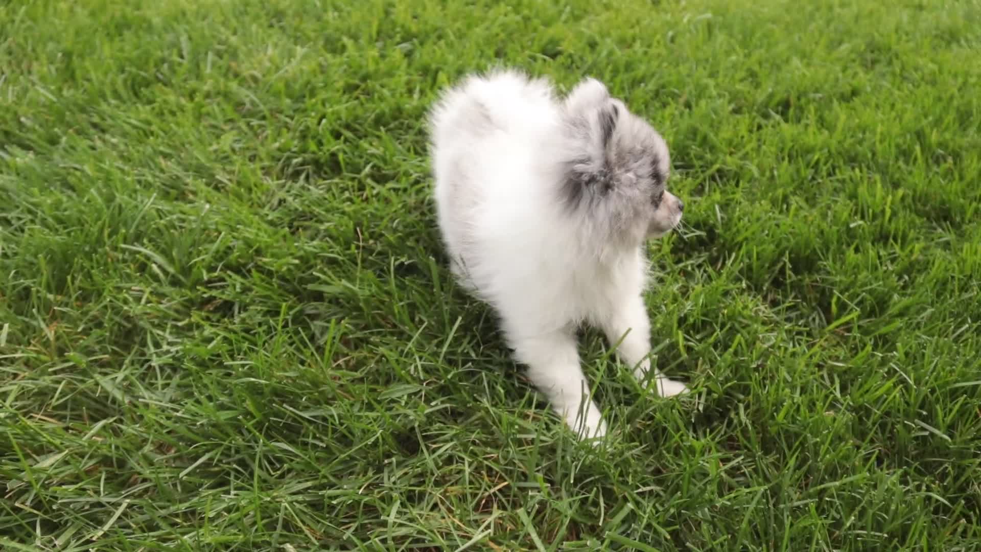 Pomeranian dogs for sale: Tripp - Video 1