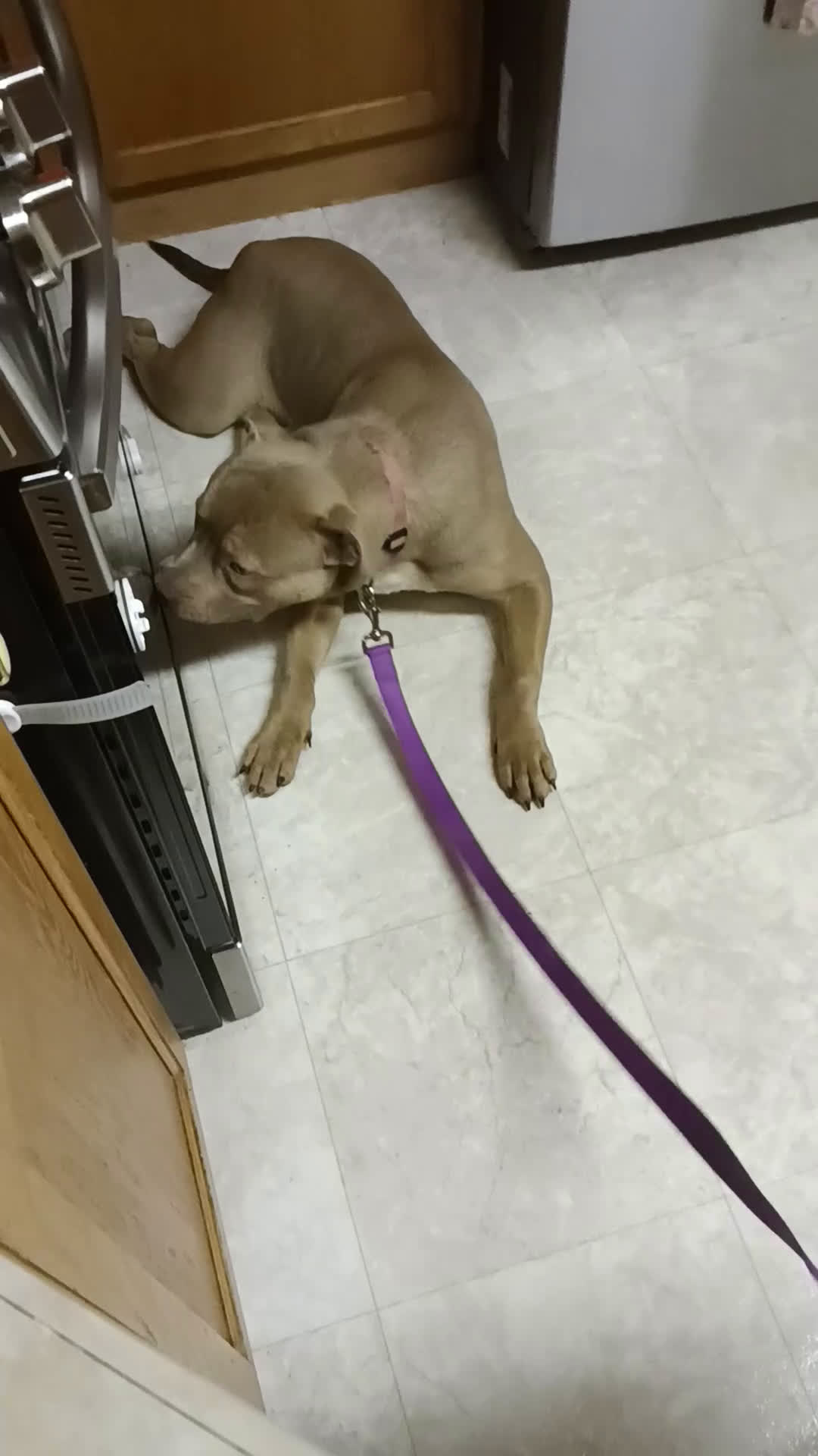 American Bully dogs for sale: American Bully Puppy 1 - Video 3