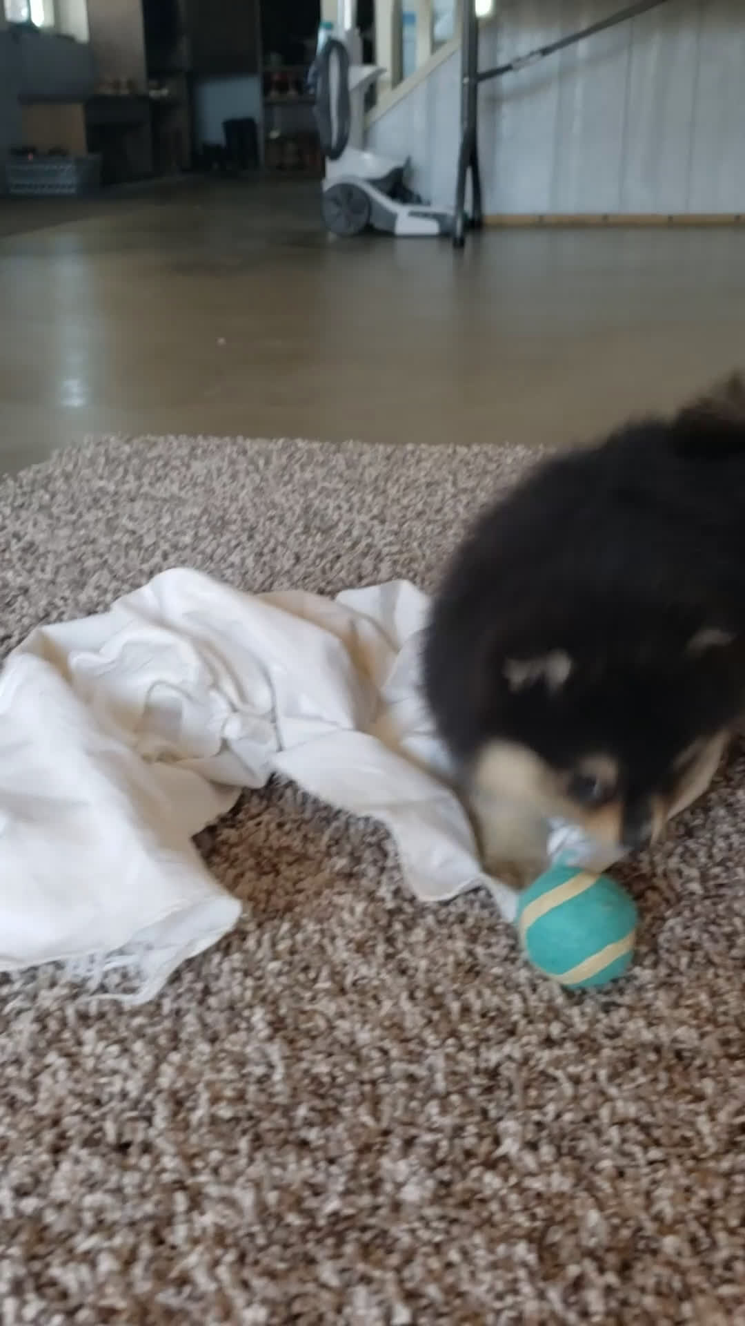 Pomeranian dogs for sale: Stella  - Video 1