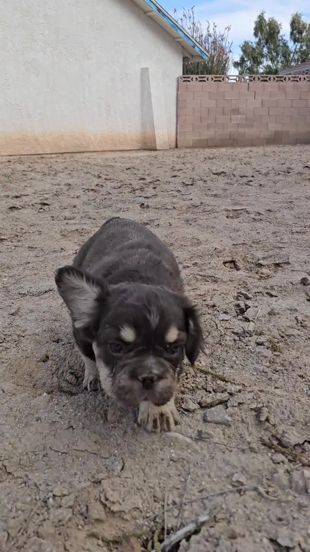 French Bulldog dogs for sale: French Bulldog Puppy 1 - Video 1