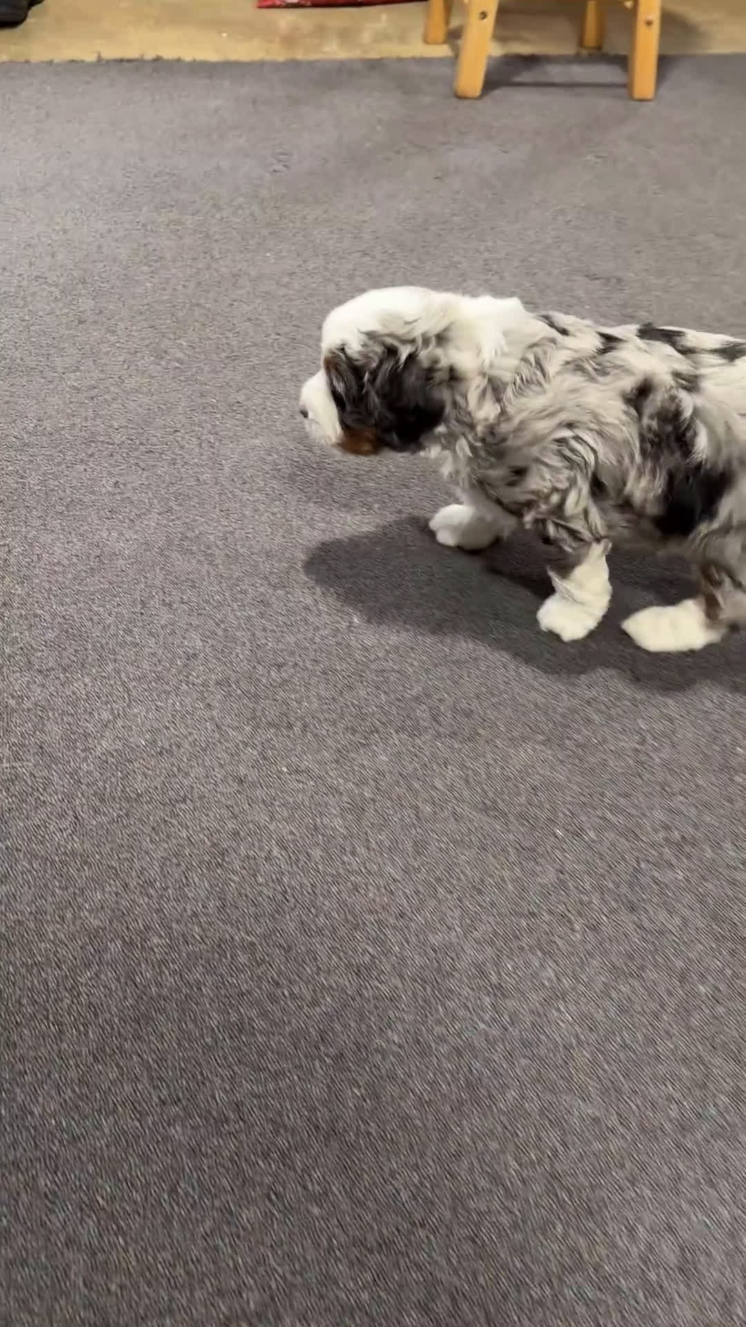 Mixed Breed dogs for sale: Rylan - Video 1