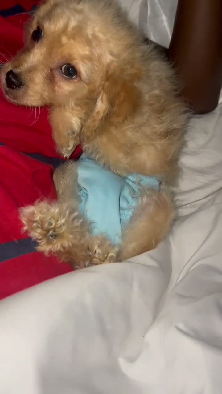 Mixed Breed dogs for sale: Male #2 - Video 1