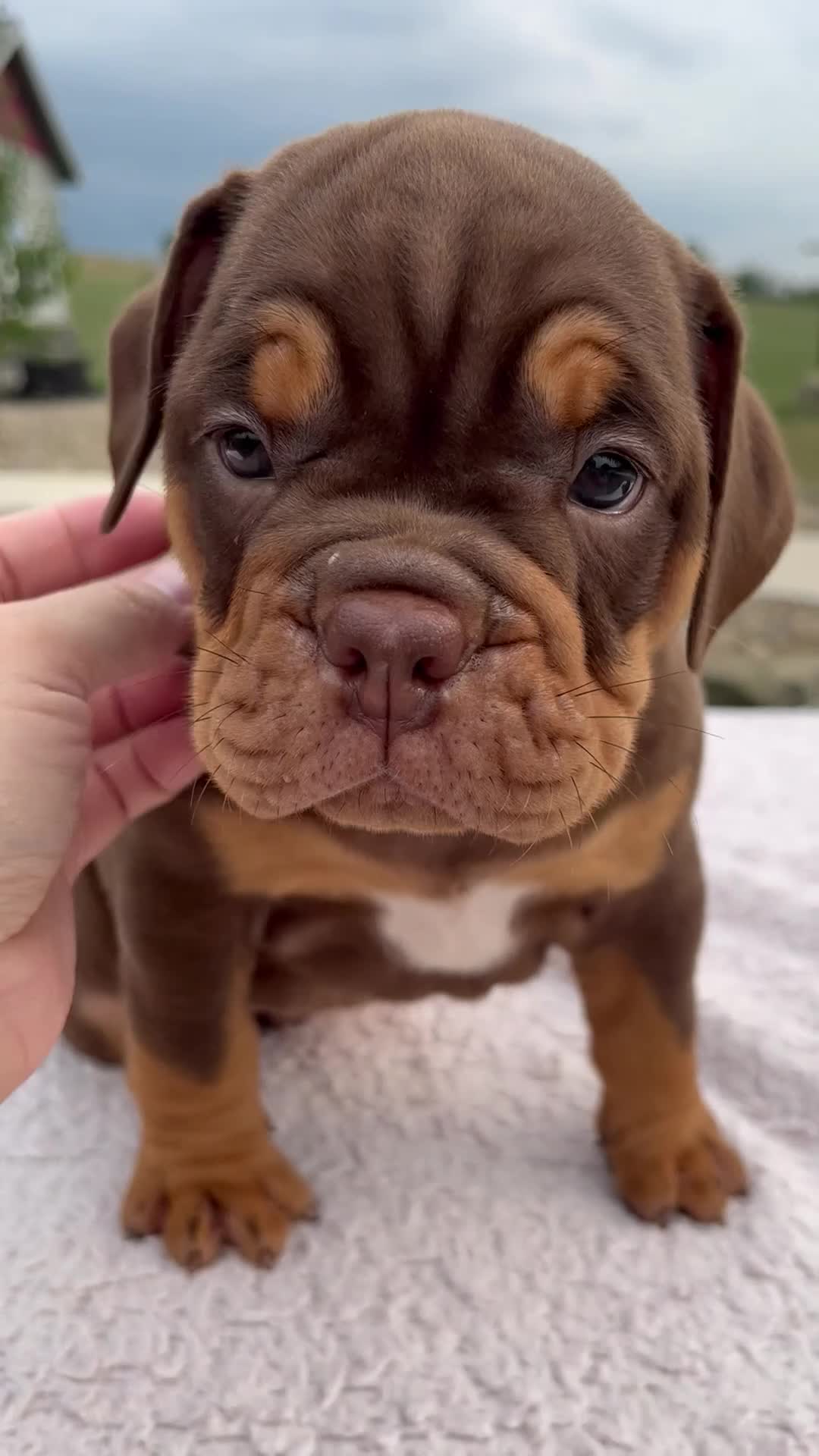 Beabull dogs for sale: Mickie - Video 1