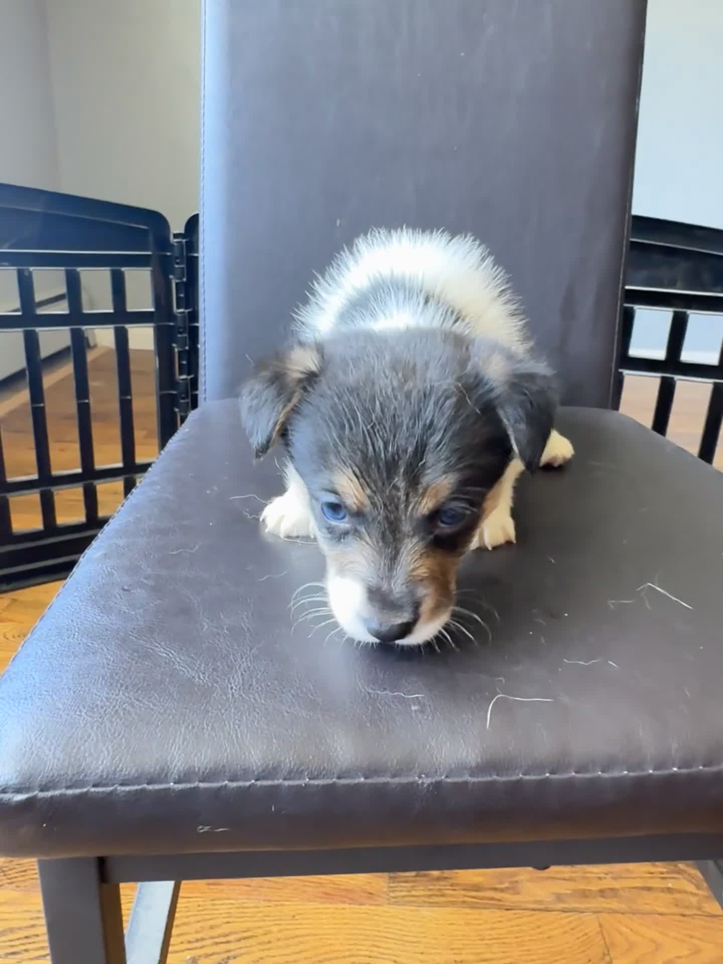 Welsh Corgi Pembroke dogs for sale: Pooch - Video 1