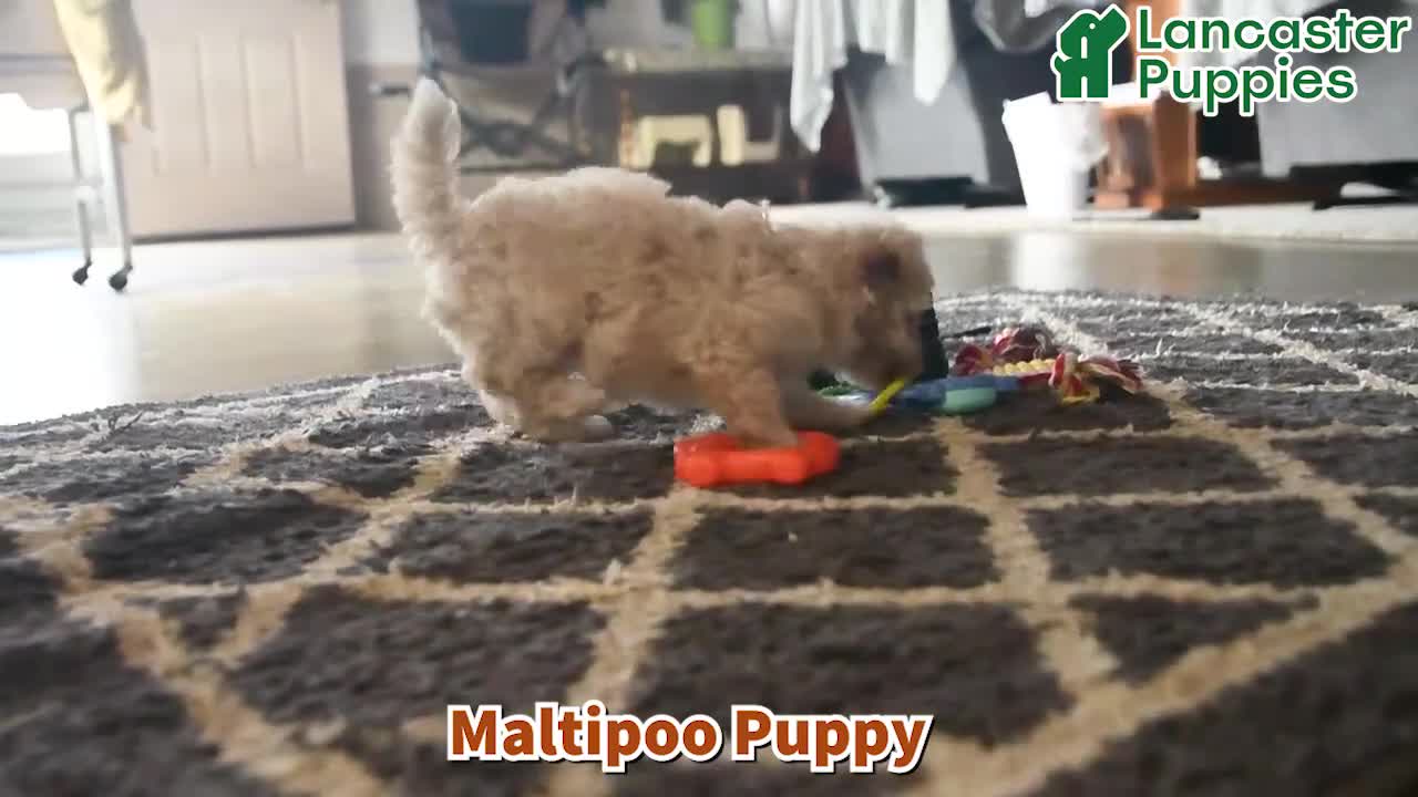 Maltipoo dogs for sale: Sandra - Video 1