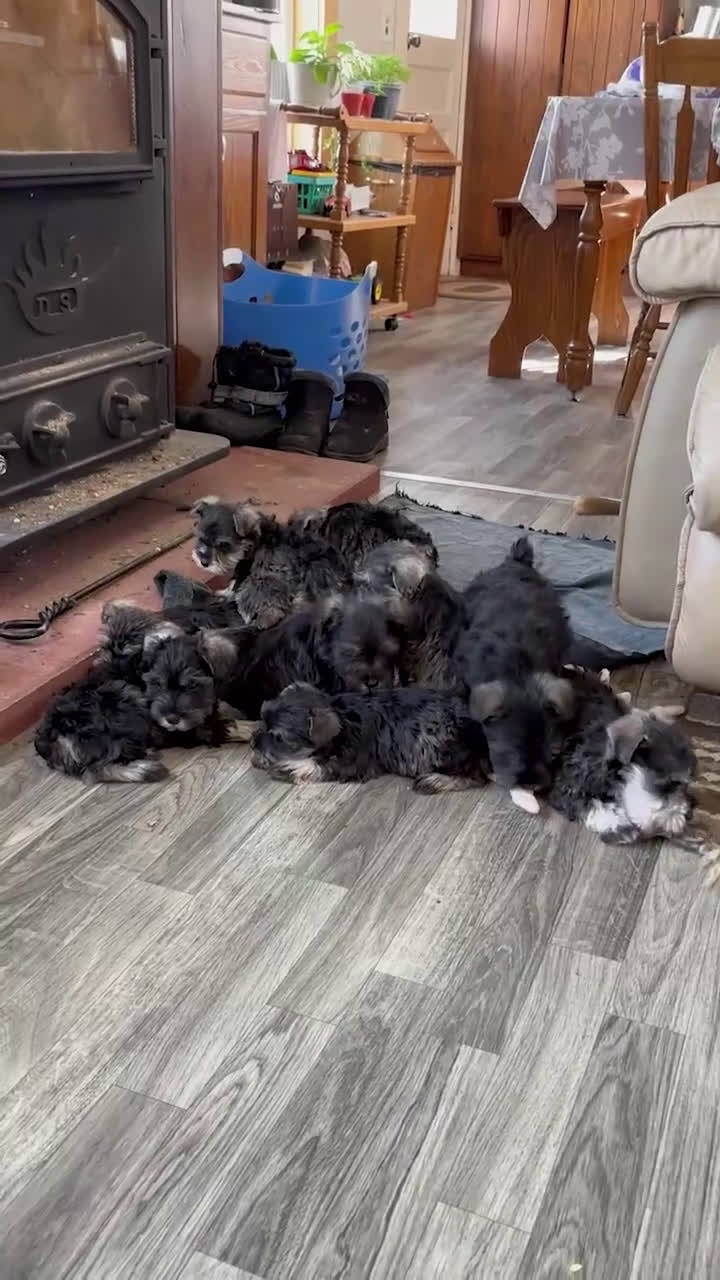 Miniature Schnauzer dogs for sale: Shelly Special Needs - Video 1