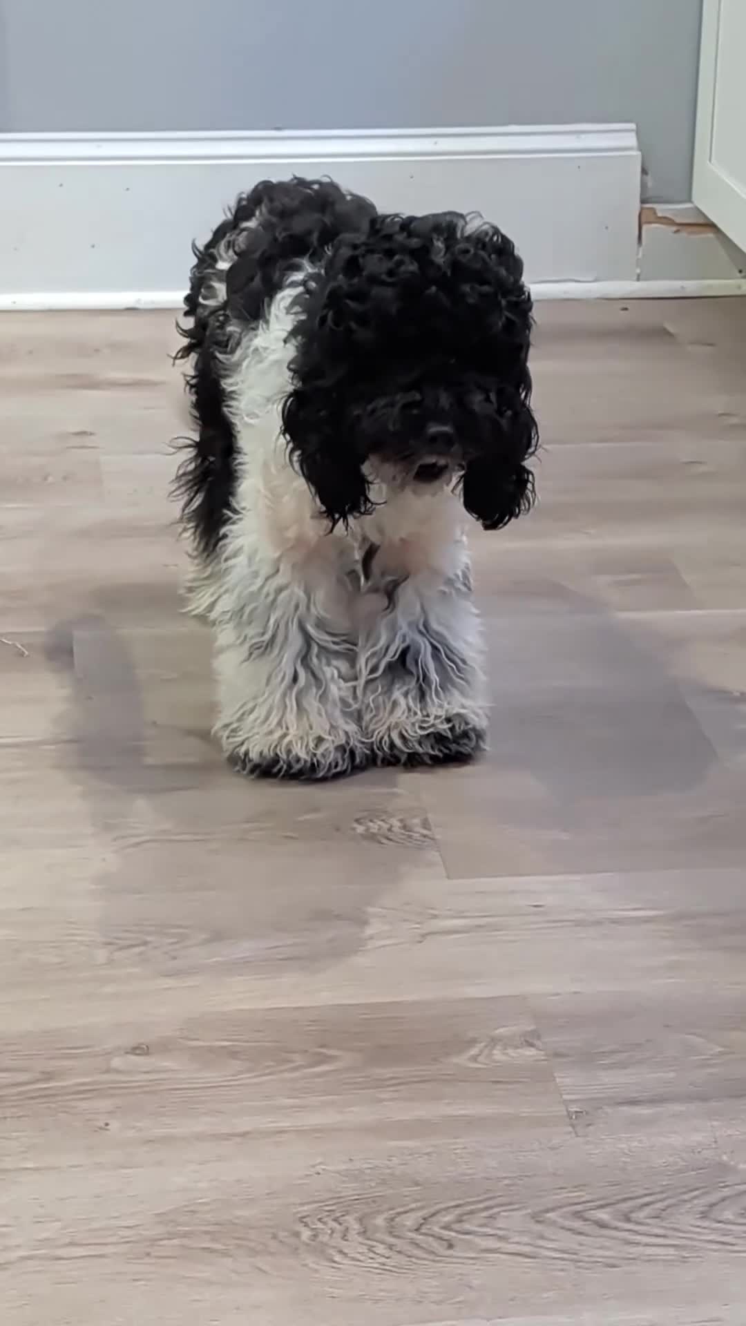Cockapoo dogs for sale: Raven (F2b) - Video 1