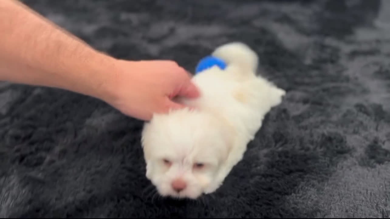 Havanese dogs for sale: Angel - Video 4