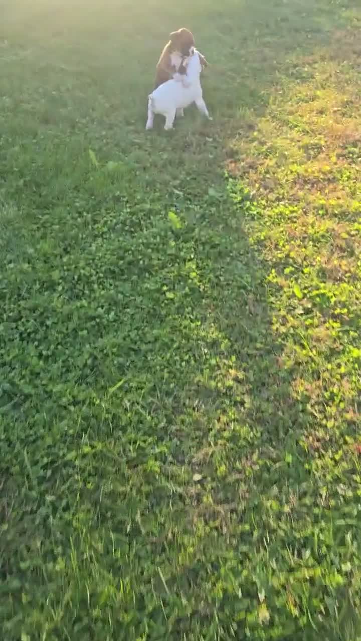 Boxer dogs for sale: Ruthie - Video 3