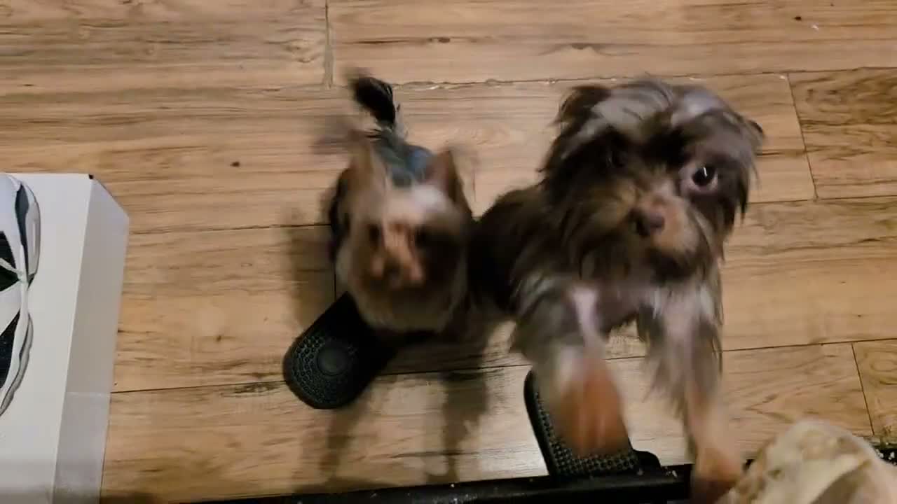 Yorkshire Terrier dogs for sale: Yorkshire Terrier 1 - Video 4