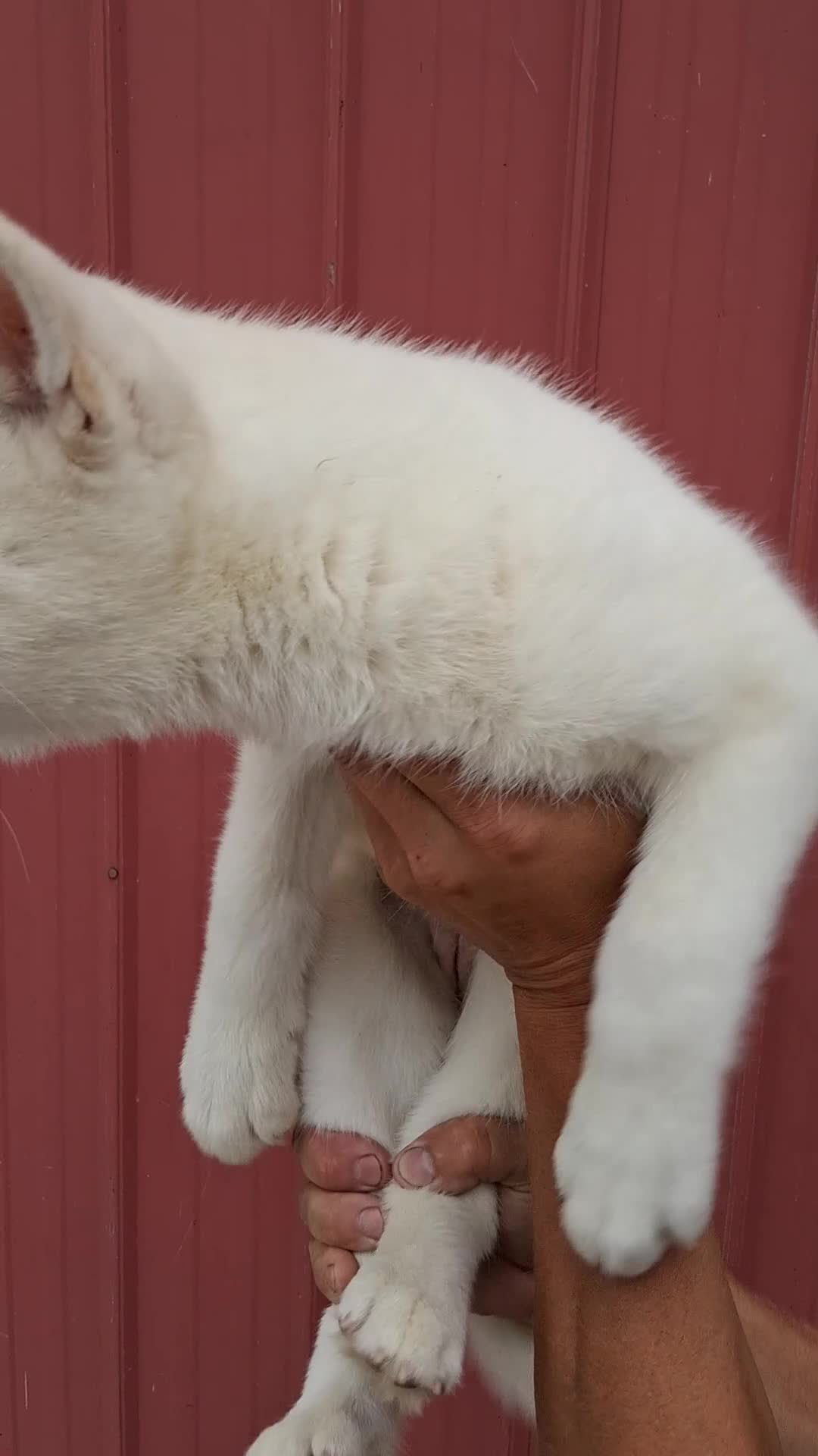 Siberian Husky dogs for sale: Darla - Video 6