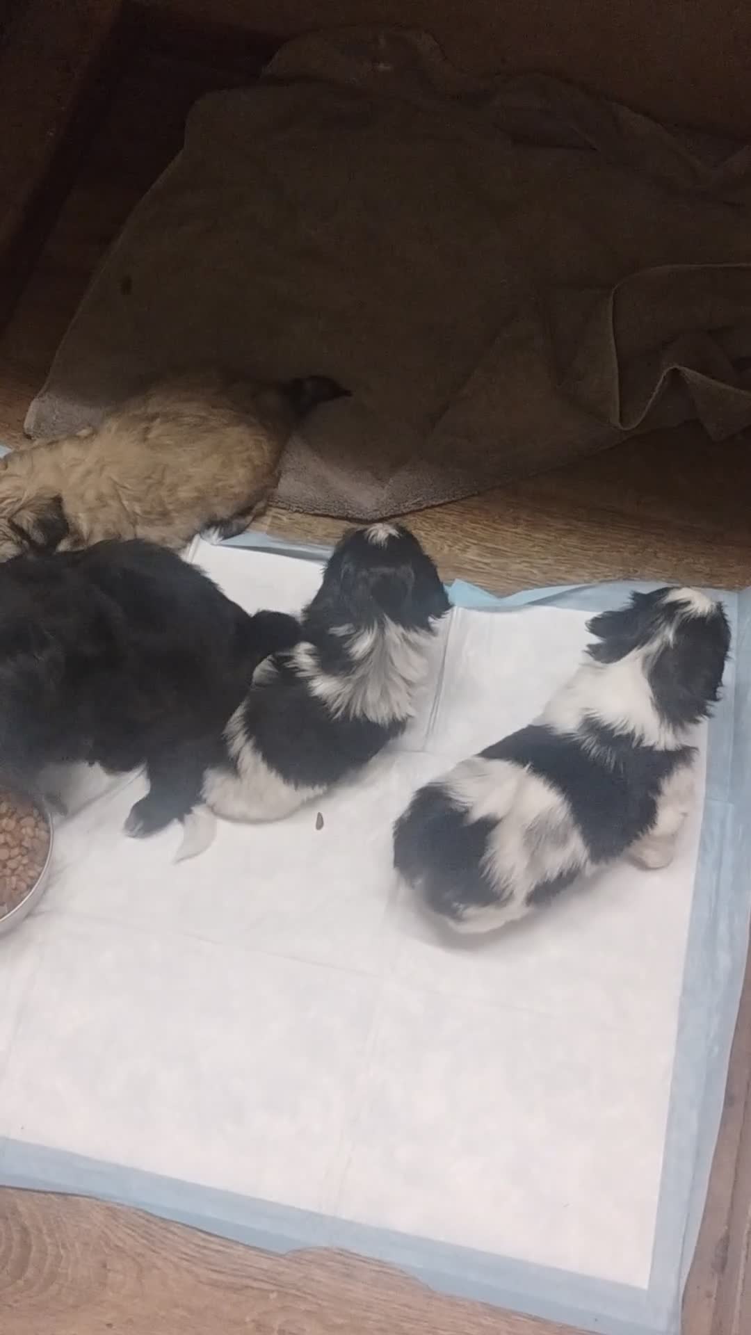 Shih Tzu dogs for sale: Jasper - Video 2